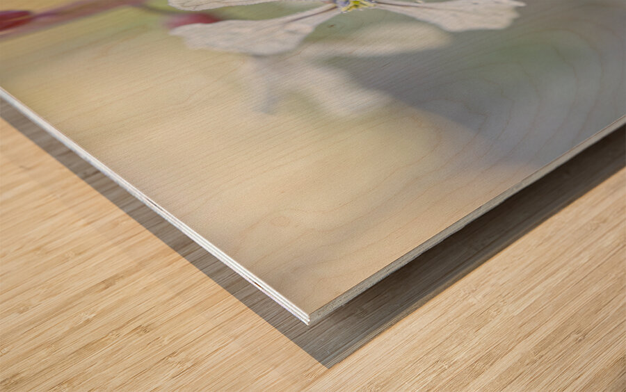 Arugula Flower Duo with Raindrops Wood print