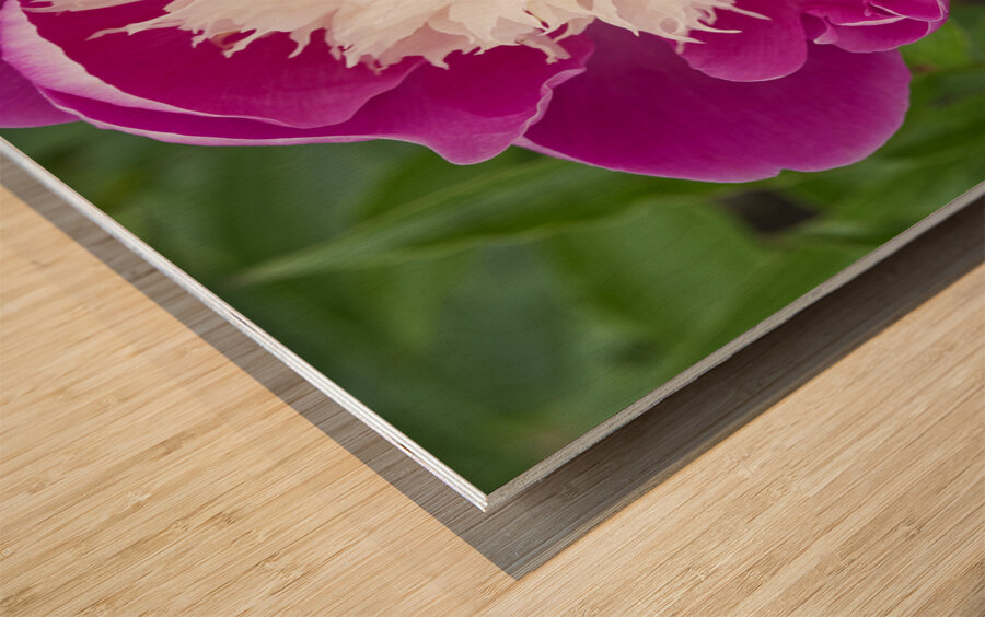 Sorbet Pink and Creme Peonie Flower Wood print