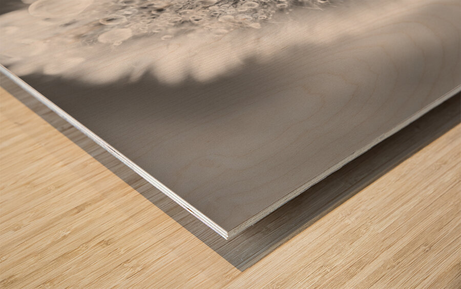 Pussy WIllow Flower With Droplets B&W Wood print