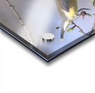 Jaseur Boreal10 Acrylic print