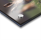 Lievre1 Acrylic print