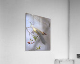 Jaseur Boreal10 Acrylic Print