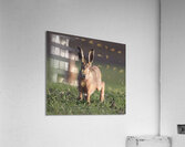 Lievre1 Acrylic Print