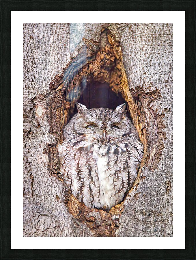 Duc1 Picture Frame print