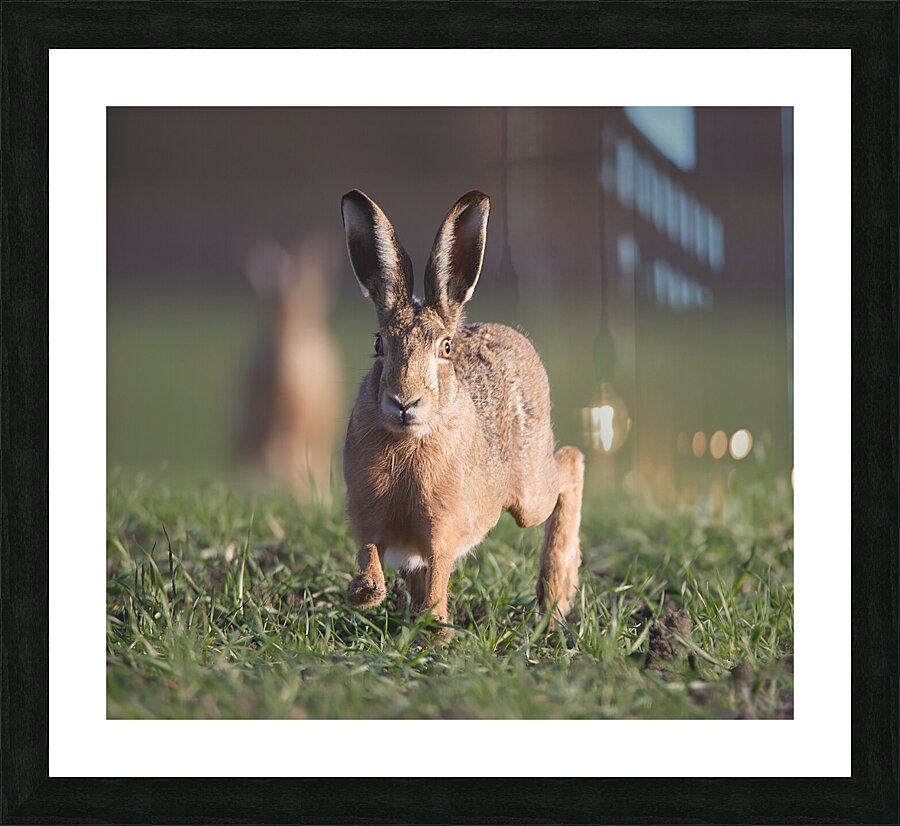 Lievre1 Picture Frame print