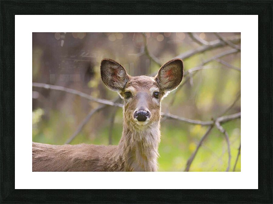 Biche3 Picture Frame print