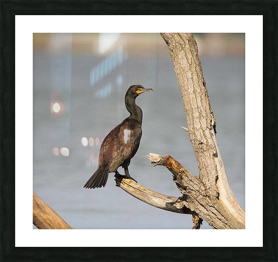 Cormoran4 Picture Frame print