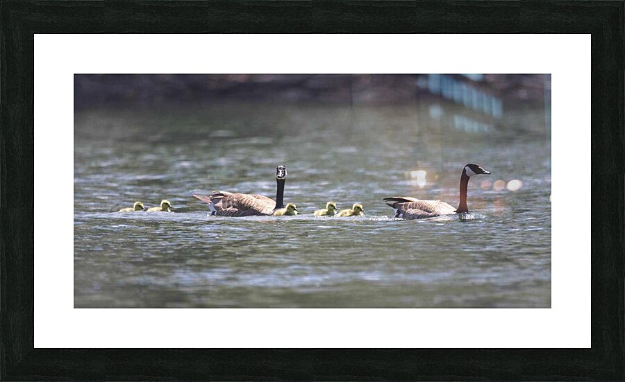 Outarde 2 Picture Frame print