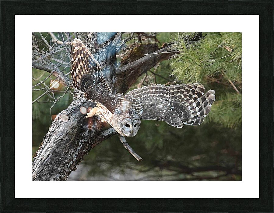 Chouette rayee 10 Picture Frame print
