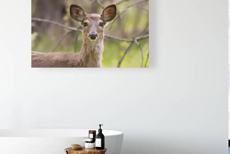 Biche3 Reproduction