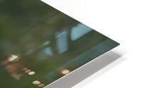 Outarde 1 HD Metal print