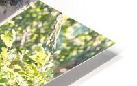 Faon Orignal 1 HD Metal print