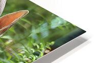 Faon biche 1 HD Metal print