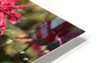 Colibris 3 HD Metal print