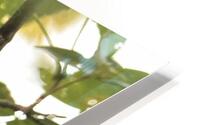 Sitelle 1 HD Metal print