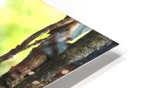 Chouette rayee 2 HD Metal print