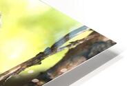 Chouette rayee 6 HD Metal print