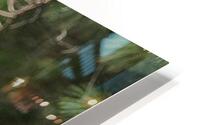 Chouette rayee 7 HD Metal print