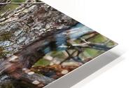 Chouette rayee 8 HD Metal print