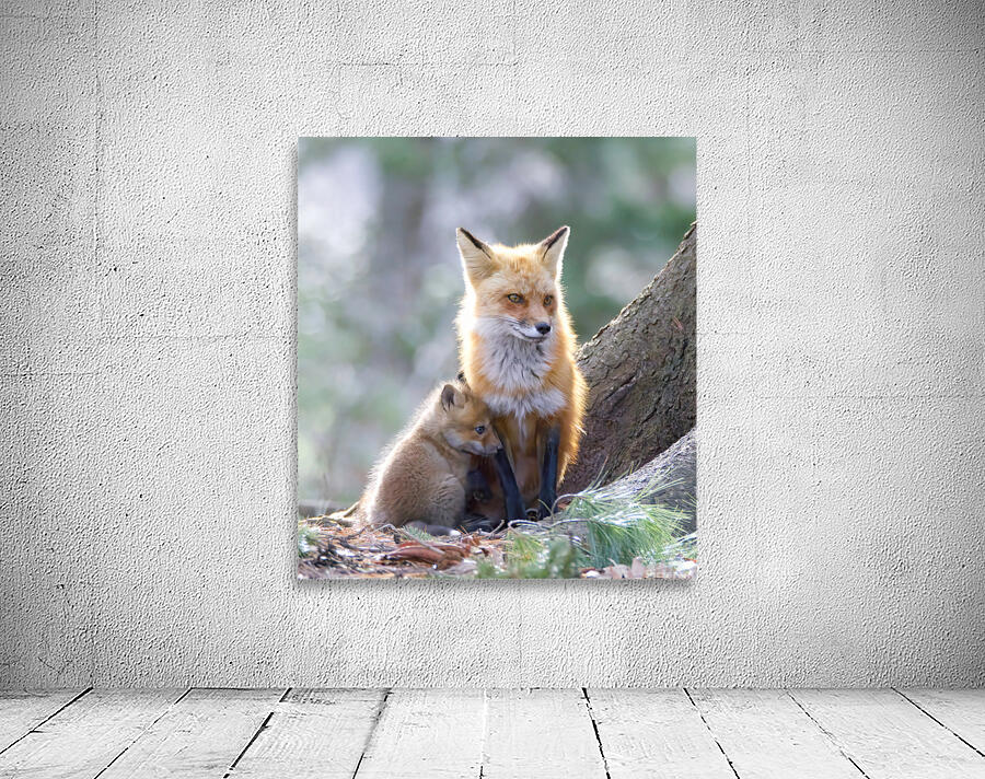 Renard11 Wall Preview