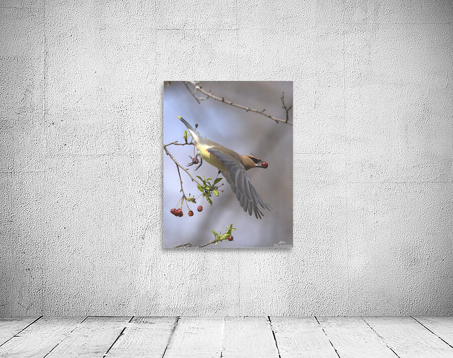 Jaseur Boreal10 Wall Preview