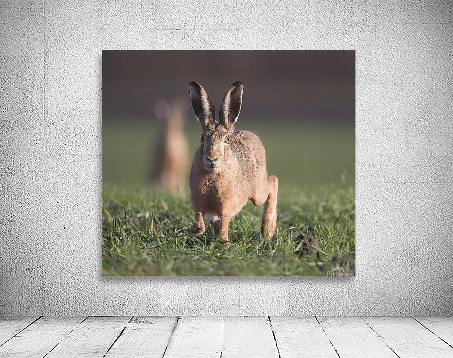 Lievre1 Wall Preview