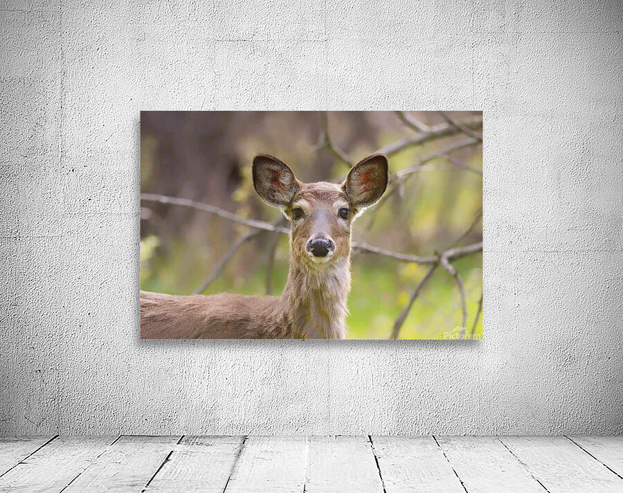 Biche3 Wall Preview