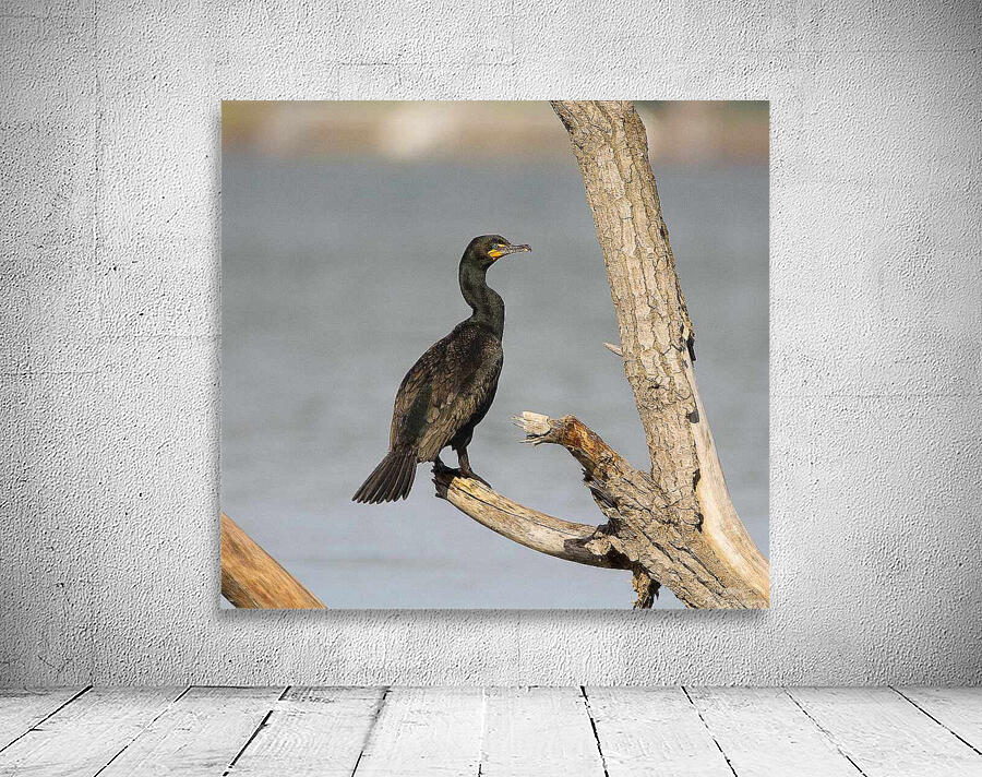 Cormoran4 Wall Preview