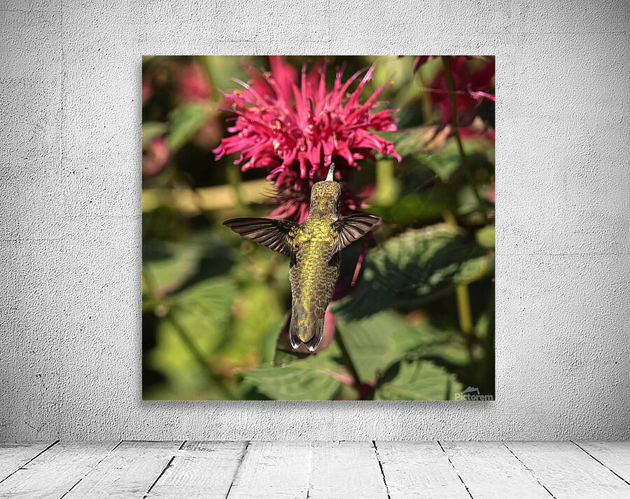 Colibris 3 Wall Preview