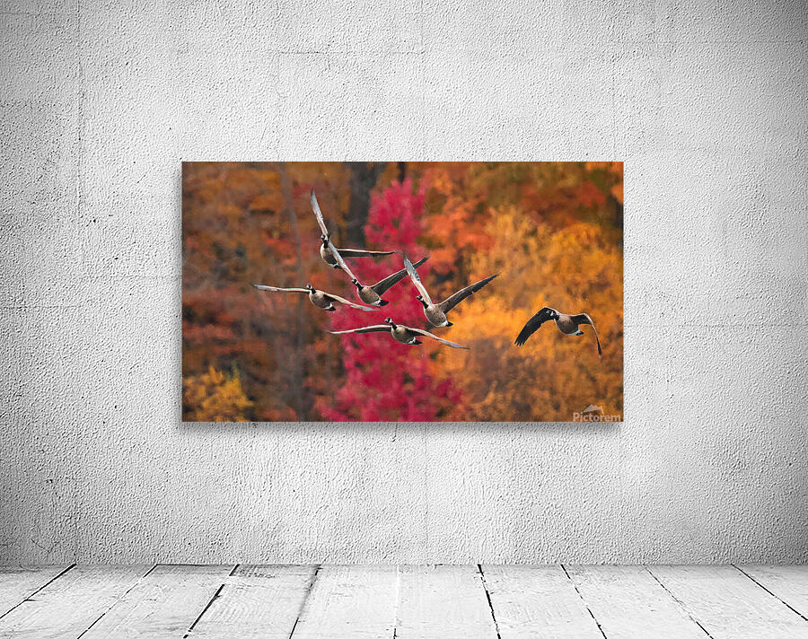 Outarde 5 Wall Preview