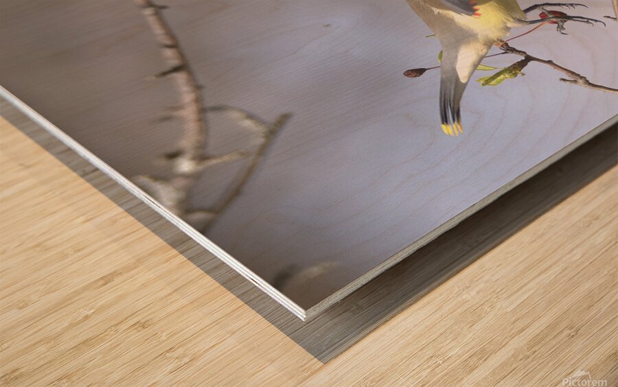 Jaseur Boreal10 Wood print