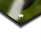 Stellar Jay 2 Acrylic print