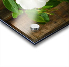 White Rose Acrylic print