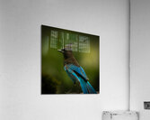 Stellar Jay Acrylic Print