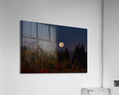 Forest Moon Acrylic Print