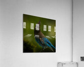 Stellar Jay 2 Acrylic Print