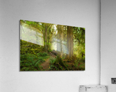 Forest Trail Acrylic Print
