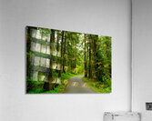 Spring Forest Acrylic Print
