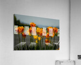 Glorious Tulips Acrylic Print