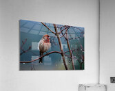 Winter Finch Acrylic Print
