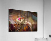 Hummingbird 3 Acrylic Print