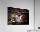 Hummingbird 2 Acrylic Print