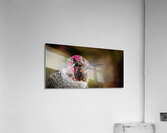 Hummingbird Acrylic Print