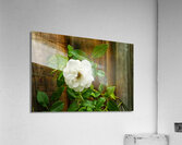 White Rose Acrylic Print