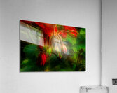 Geranium Buds Acrylic Print