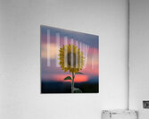 Sunflower Acrylic Print