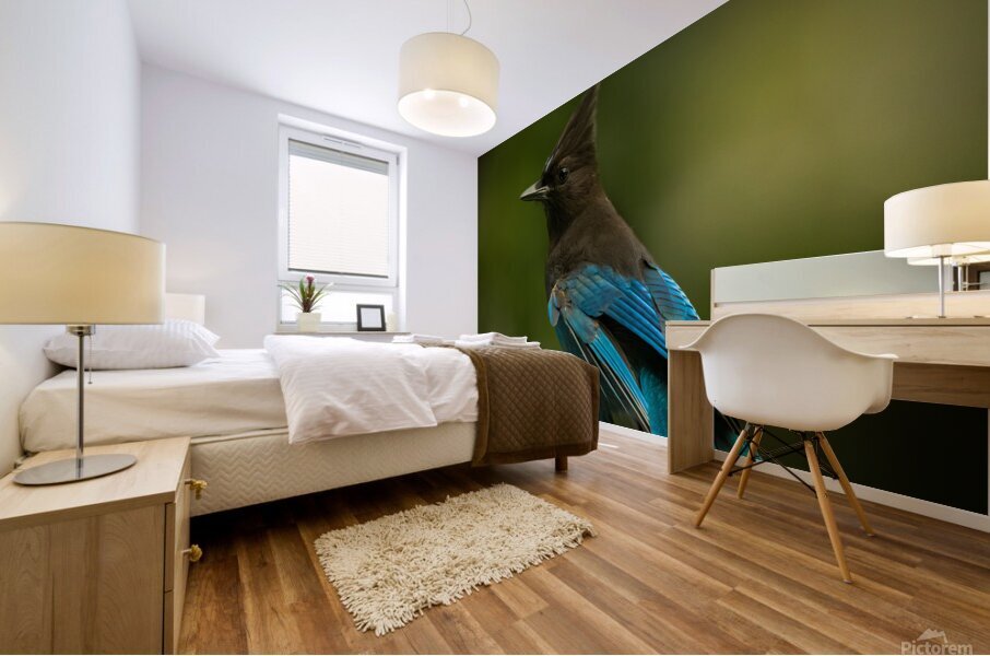 Stellar Jay Mural print