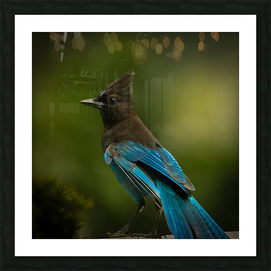 Stellar Jay Picture Frame print