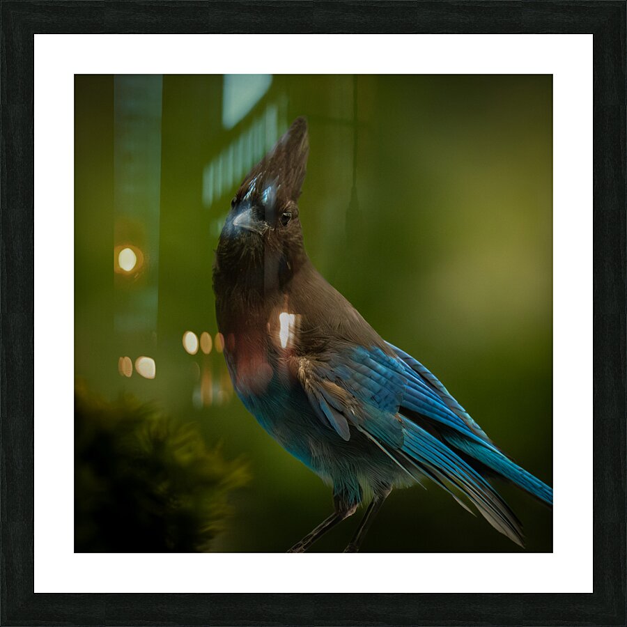 Stellar Jay 2 Picture Frame print