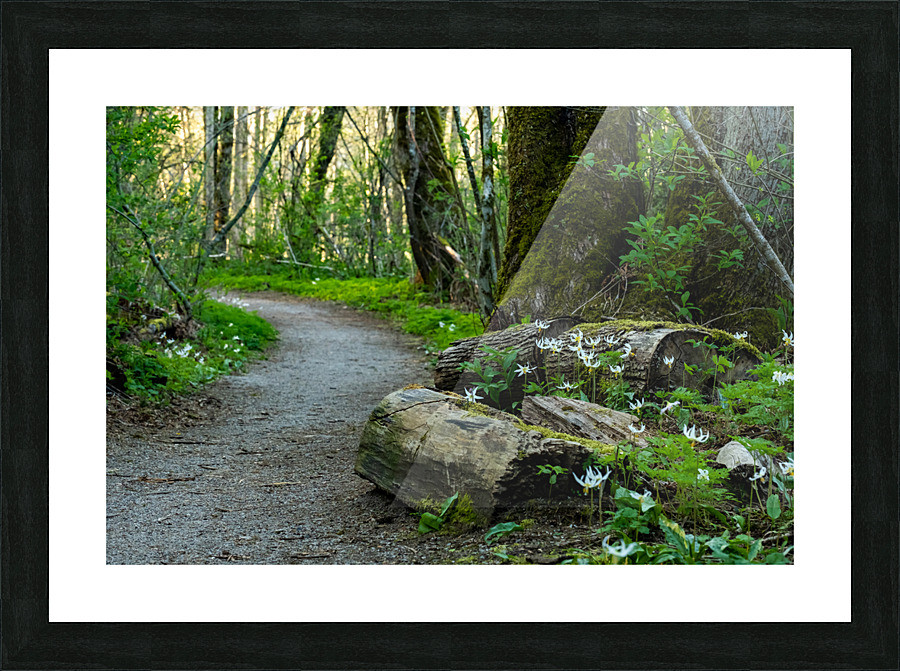 Consider the Lilies  Picture Frame print